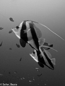 B/W impression by Beate Seiler 